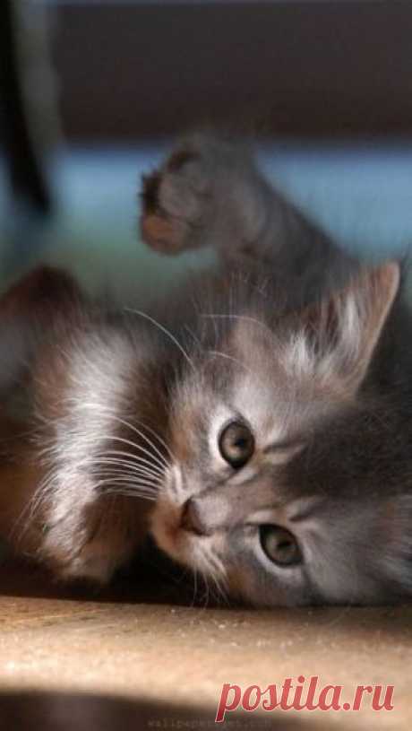 Cute Kittens Archives - Go Cute Kitty!