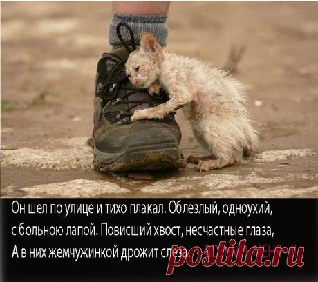 ЖИВЫЕ  ДУШИ  А  МЫ ЭТОГО  НЕ ВИДИМ