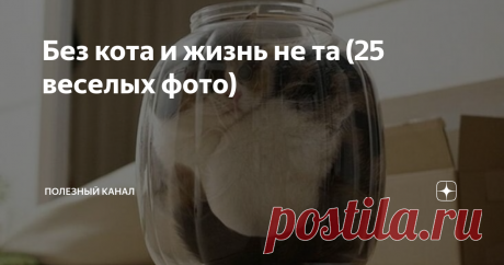 Без кота и жизнь не та (25 веселых фото) Мы наивно думаем, что это мы хозяева наших питомцев. Как бы не так, мы существуем для того, чтобы прислуживать им. Они это точно знают и живут по этому закону, а мы, собственно, не очень и сопротивляемся. Да и как можно не любить этих милашек, которые могут и развеселить и успокоить. Подборка фотографий доказывает это. А мне еще намордник обещали купить Семейная династия: дед и внук Возьми меня на ручки, ну пожалуйста Что-то я замер...