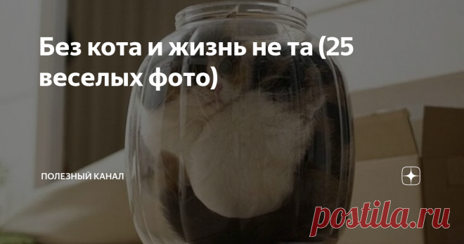 Без кота и жизнь не та (25 веселых фото) Мы наивно думаем, что это мы хозяева наших питомцев. Как бы не так, мы существуем для того, чтобы прислуживать им. Они это точно знают и живут по этому закону, а мы, собственно, не очень и сопротивляемся. Да и как можно не любить этих милашек, которые могут и развеселить и успокоить. Подборка фотографий доказывает это. А мне еще намордник обещали купить Семейная династия: дед и внук Возьми меня на ручки, ну пожалуйста Что-то я замер...