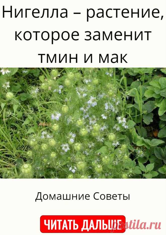 Нигелла – растение, которое заменит тмин и мак