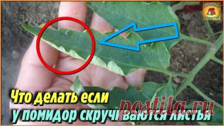 Мало кто знает, что нужно делать если скручиваются листья у томатов Дачные советы и рекомендации при выращивании томатов