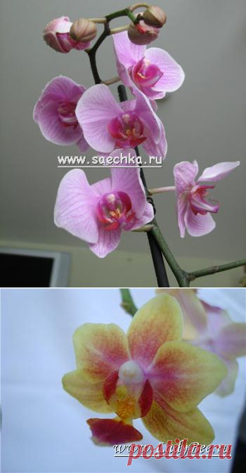 Орхидея (Orchidaceae) - комнатные растения и цветы для сада: выращивание, местоположение, температура, полив, пересаживание, размножение, болезни и вредители