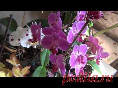 Орхидея Фаленопсис (Phalaenopsis) моя волшебная страна цветов!