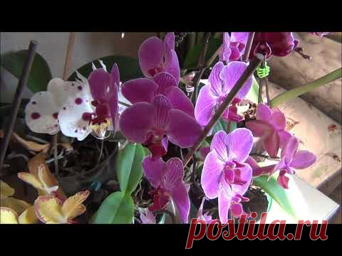 Орхидея Фаленопсис (Phalaenopsis) моя волшебная страна цветов!
