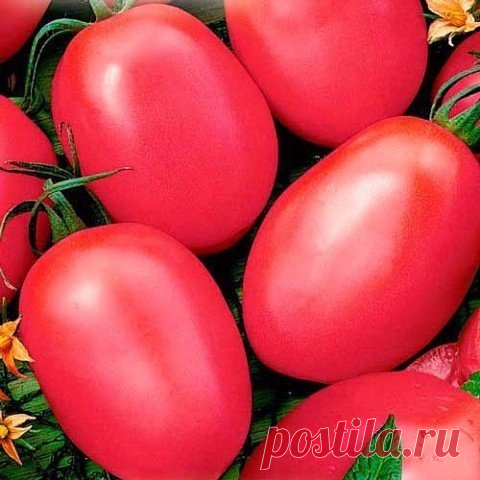 Home garden|Сад, огород, дача