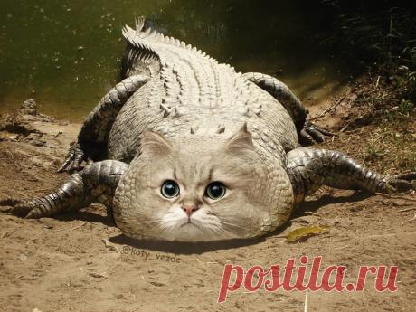 Коты везде! — Безумный мемас