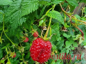 Зачем сажать малину и клубнику на разных концах огорода: общий вредитель. Долгоносик откладывает яйца в бутоны, и цветы просто не раскрываются.