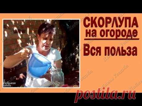 Яичная скорлупа как удобрение, советы по ее сбору и использованию | Дача - впрок