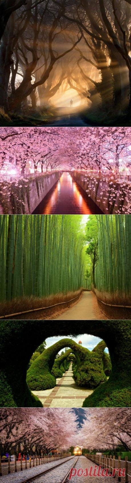 (+1) - Самые красивые живые тоннели в мире | Среда обитания