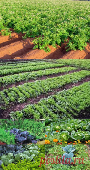 О посадке с фасолью на одной грядке: какие культуры сажать нельзя