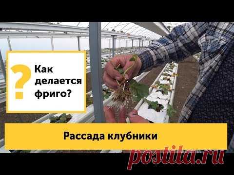 Клубника фриго. Как делается рассада? Сколько кг клубники с куста можно собрать?