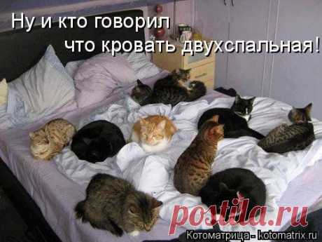 Ответственный выбор (котоматрица)