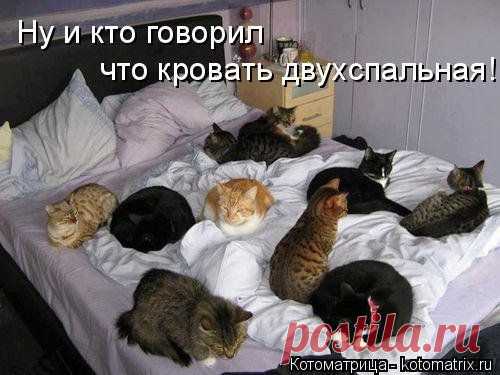 Ответственный выбор (котоматрица)