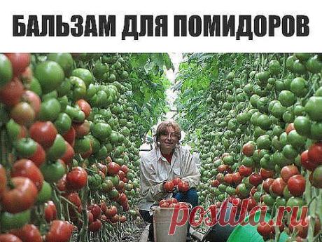ВОЛШЕБНЫЙ БАЛЬЗАМ ДЛЯ РОСТА ПОМИДОРОВ!
В бочку (200-300 литров) насыпаем одну треть крапивы, ведро коровяка, 2 лопаты золы, 2 кг. дрожжей, 3 литра сыворотки. Настаивается 2 недели. Полученный состав разбавляем водой в пропорции 1:10 (литровая банка на ведро) и подливаем под корень один раз в 7-10 дней.
Помидоры растут как на дрожжах! И никакой химии!