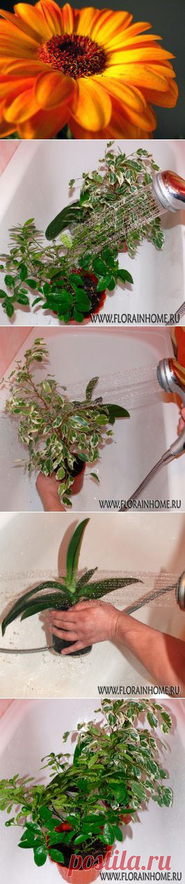 Горячий душ ... для растений | Самоцветик