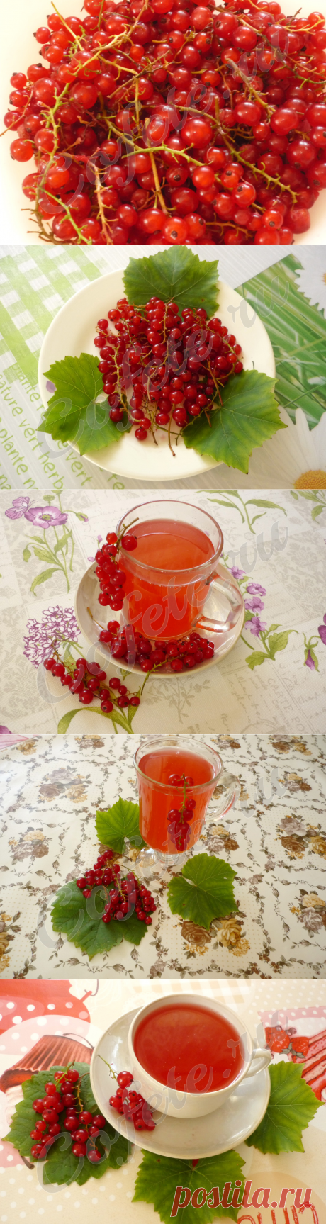 Чай из красной смородины