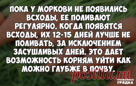 Вот такой вот "морковный совет". 
 
 P.S. Так как сейчас все отдыхают от дачного сезона, на какие темы Вы бы хотели чаще видеть публикации?