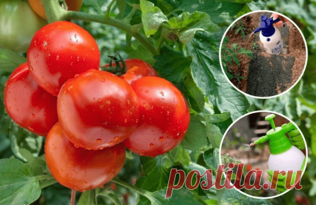 Как избавиться от фитофторы на томатах за 1 день? Рецепты эффективных растворов | Твоя Дача | Яндекс Дзен