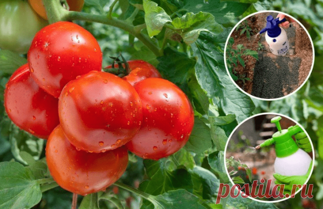 Как избавиться от фитофторы на томатах за 1 день? Рецепты эффективных растворов | Твоя Дача | Яндекс Дзен