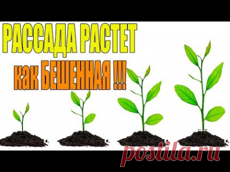 РАССАДА РАСТЕТ КАК БЕШЕННАЯ!КАК ЗАСТАВИТЬ ЭУСТОМУ БЫСТРО РАСТИ!