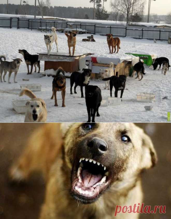 Как защититься от стаи диких собак