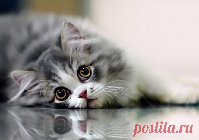 Определить у кота депрессию легко! 11 симптомов подавленного состояния животного