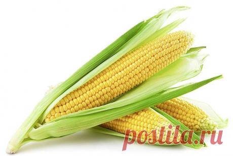 Преимущества покупки семян кукурузы в магазине агромаркет Портал о ландшафтном дизайне - обзор лучших дизайнерских идей и секретов по уходу за садом и дачей
