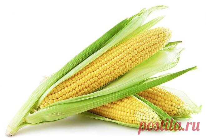 Преимущества покупки семян кукурузы в магазине агромаркет Портал о ландшафтном дизайне - обзор лучших дизайнерских идей и секретов по уходу за садом и дачей