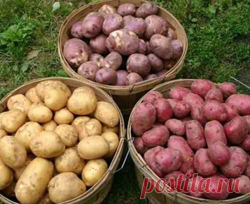 СОРТА КАРТОФЕЛЯ