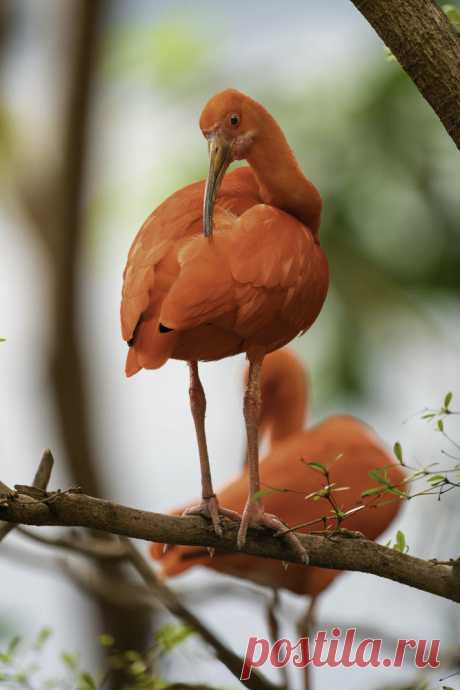 Scarlet Ibis by John S / 500px
