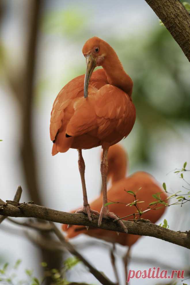 Scarlet Ibis by John S / 500px