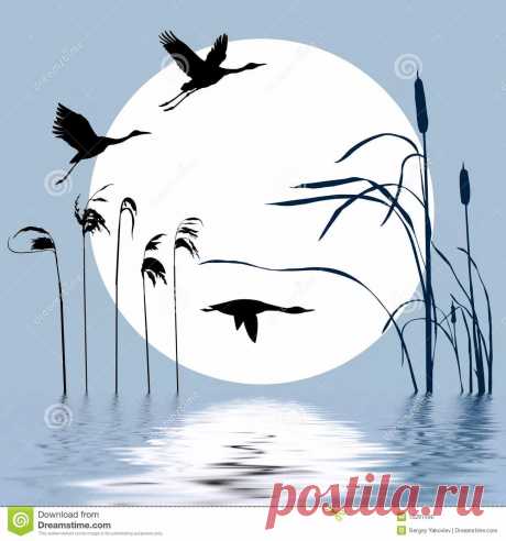 рисунки птиц карандашом цапли: 14 тыс изображений найдено в Яндекс.Картинках