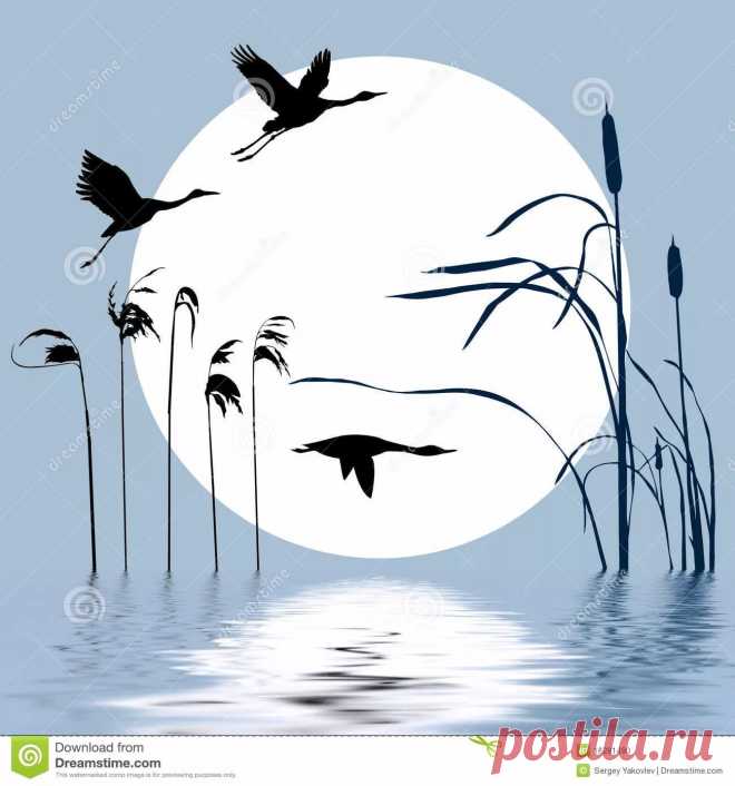 рисунки птиц карандашом цапли: 14 тыс изображений найдено в Яндекс.Картинках