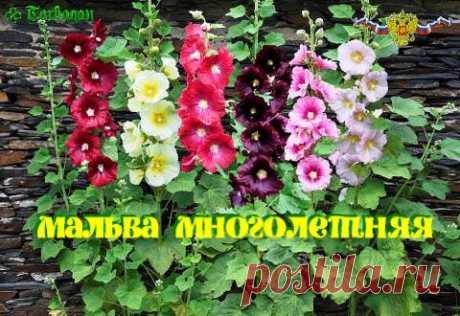 Шток-роза у нас больше известна как калачик, просвирник или мальва многолетняя. Посадка и уход за этим эффектным растением, знакомым многим с детства, не станет проблемой даже для самого неопытного любителя. Очаровательные цветочные композиции преобразят любой садовый дизайн. Недаром просвирник всегда привлекал внимание поэтов и художников. Например, в Японском храме города Киото вот уже несколько сотен лет в конце весны проводится Аой Матсури - Фестиваль Мальвы.
