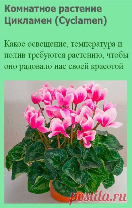 Комнатное растение Цикламен (Cyclamen). Название рода, включающего в себя около 15 видов, намекает на круглый клубень этих растений (греч. kyklos - "круг"). Цикламен - растение не столько нежное, сколько своеобразное. Он относится к числу тех немногих растений, которые цветут зимой, в "глухое" время года, когда почти все другие цветы находятся в состоянии покоя. Цветение цикламена продолжительно - с октября по март.