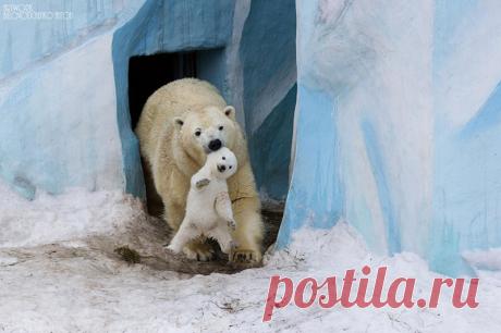 25 моментов, когда животные-родители повели себя совсем как люди / Surfingbird знает всё, что ты любишь