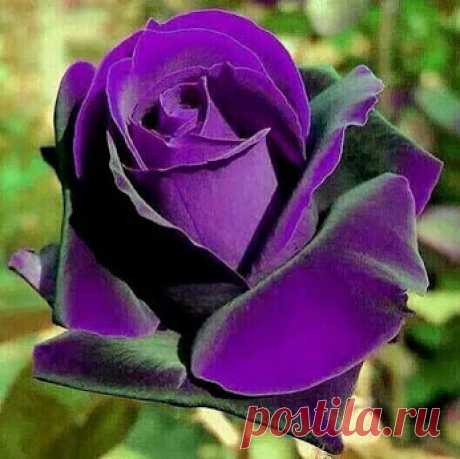 Google+
