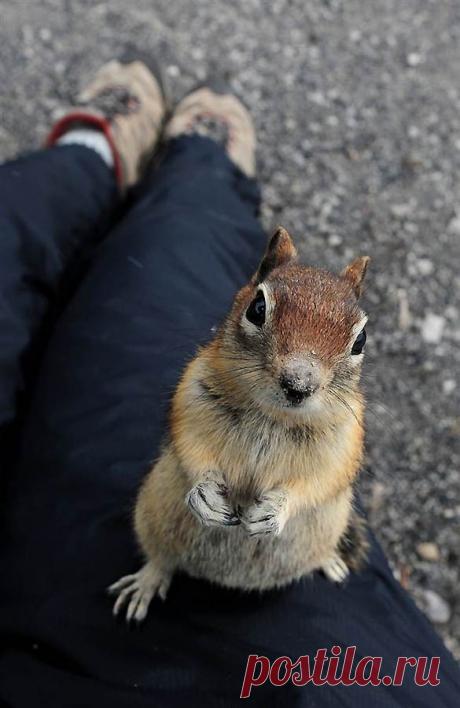 Новые фотографии милые и смешные животные.