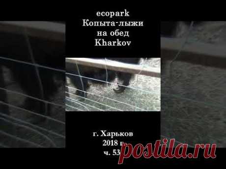 █ ЭкоПарк Харьков ч.53 / Копыта лыжи / 2018 г. #shorts
