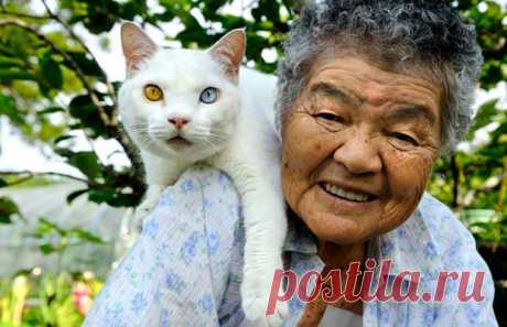 Gatos • Mundo dos Animais • Página 5 de 7