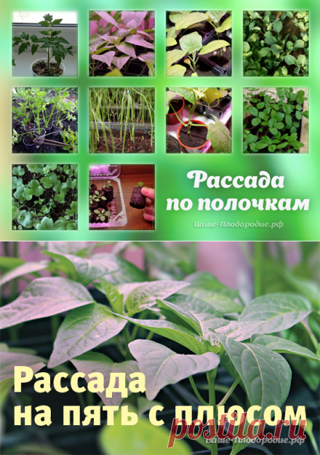 Выращивание рассады — Ваше Плодородие