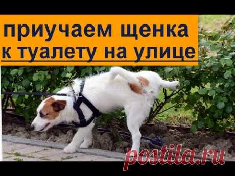 щенок приучение к туалету на улице