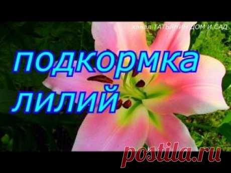 Чем и как подкармливать лилии весной, техника внесения подкормок для пышного цветения в весенне-летний период