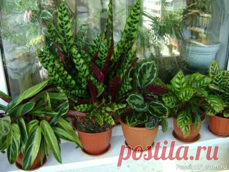 Комнатные растения. Семейство Марантовые Из красивых комнатных растений без цветов особую любовь снискали представители семейства Марантовые (около 400 видов). В домашних условиях можно встретить различные сорта из таких родов: • Маранта — компактная и неприхотливая домашняя культура, легко переносящая сухую почву и...