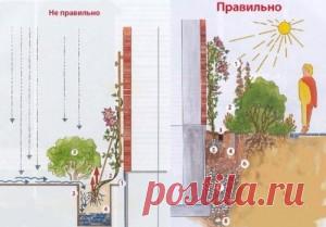 Посадка Клематиса. | Для дачников.ру