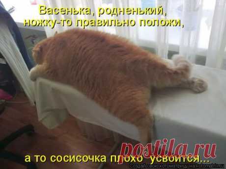 Лучшие котоматрицы за прошедшую неделю / Питомцы