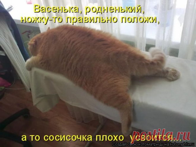 Лучшие котоматрицы за прошедшую неделю / Питомцы