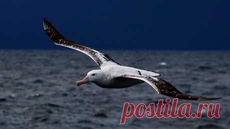 Во Франции на защиту рыбных богатств вылетят альбатросы- шпионы | Живой мир - природа