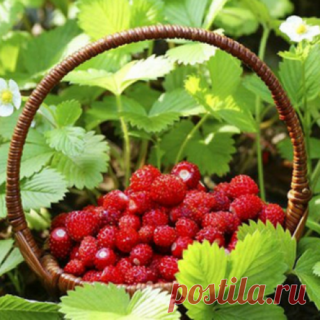 Сажаем землянику